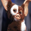 gismo40
